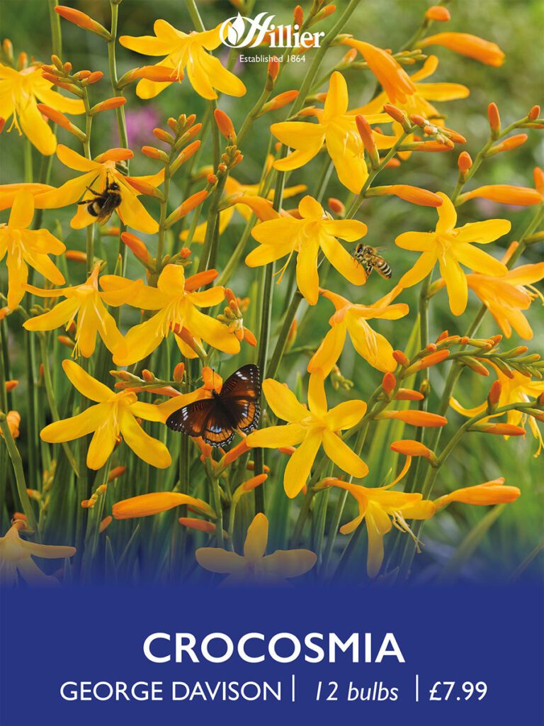 Crocosmia George Davidson Bulbs 8718641970447 2